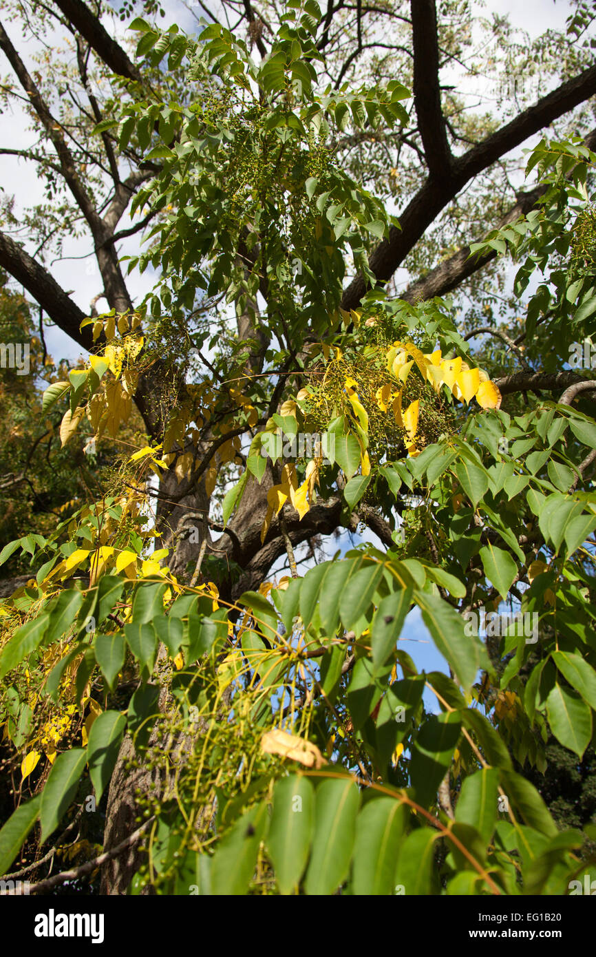 Close up autumnal view of a Toxicodendron vernicifluum tree, within a UK garden. Stock Photo