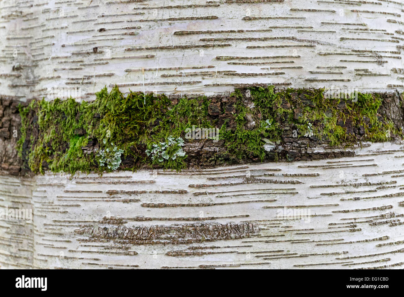 Close up of silver birch tree trunk with mossy scar Stock Photo