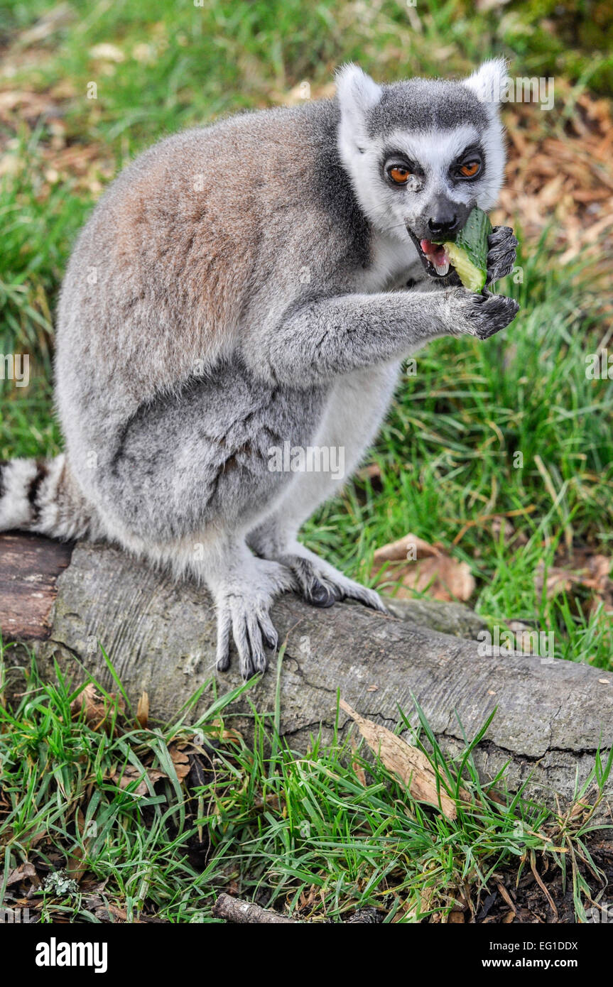ringtailed lemur eating cucumber on a log Stock Photo