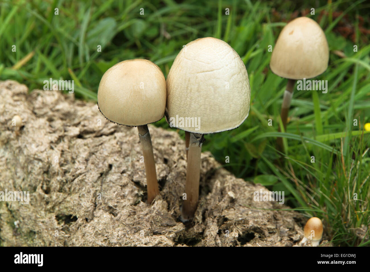 Egghead mottlegill mushrooms close up Stock Photo