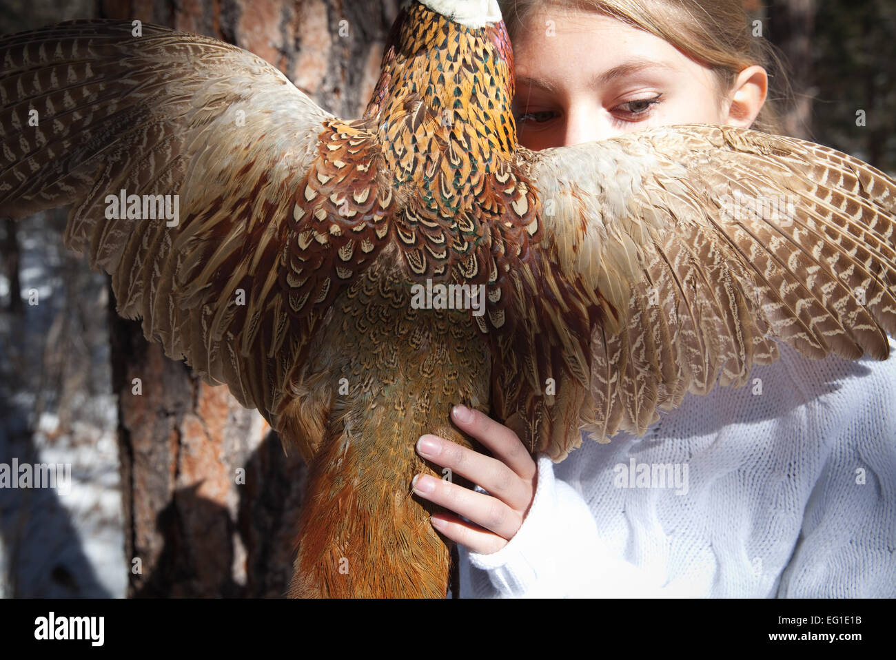 Girl holding peasant, close up of wing feathers. Stock Photo