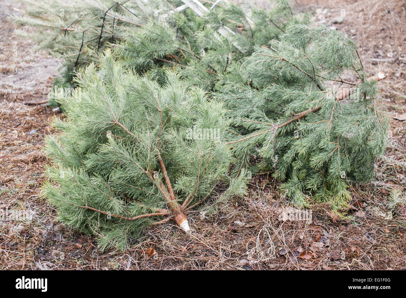 Pine trees on the ground after Christmas Stock Photo