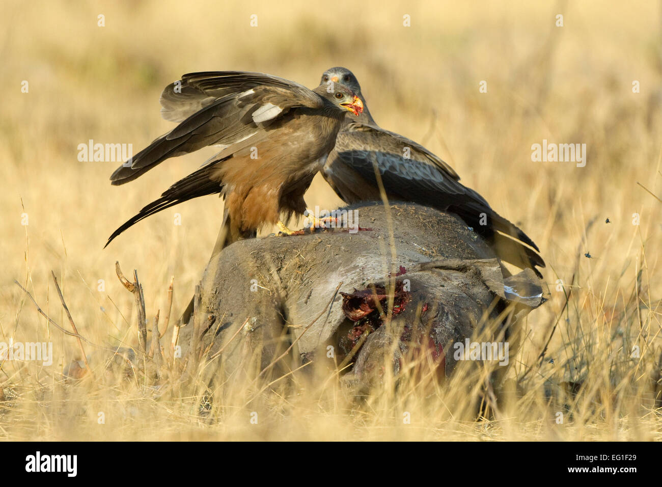 yellow-billed kite Milvus aegyptius Stock Photo