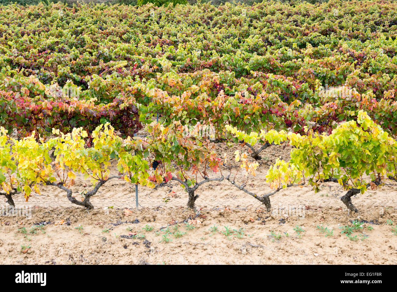 Vineyard vistas hires stock photography and images Alamy