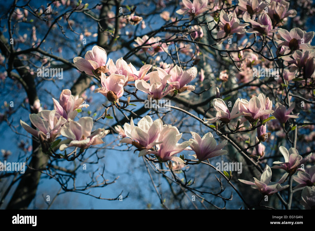 Magnolia tree in blossom Stock Photo - Alamy