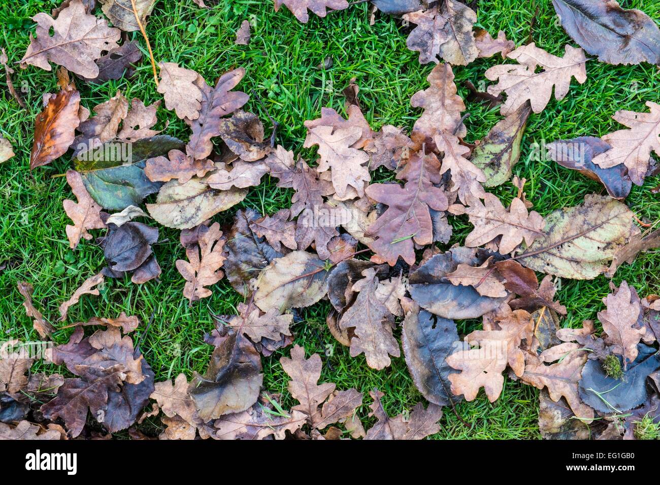Fallen leaves on lawn Stock Photo