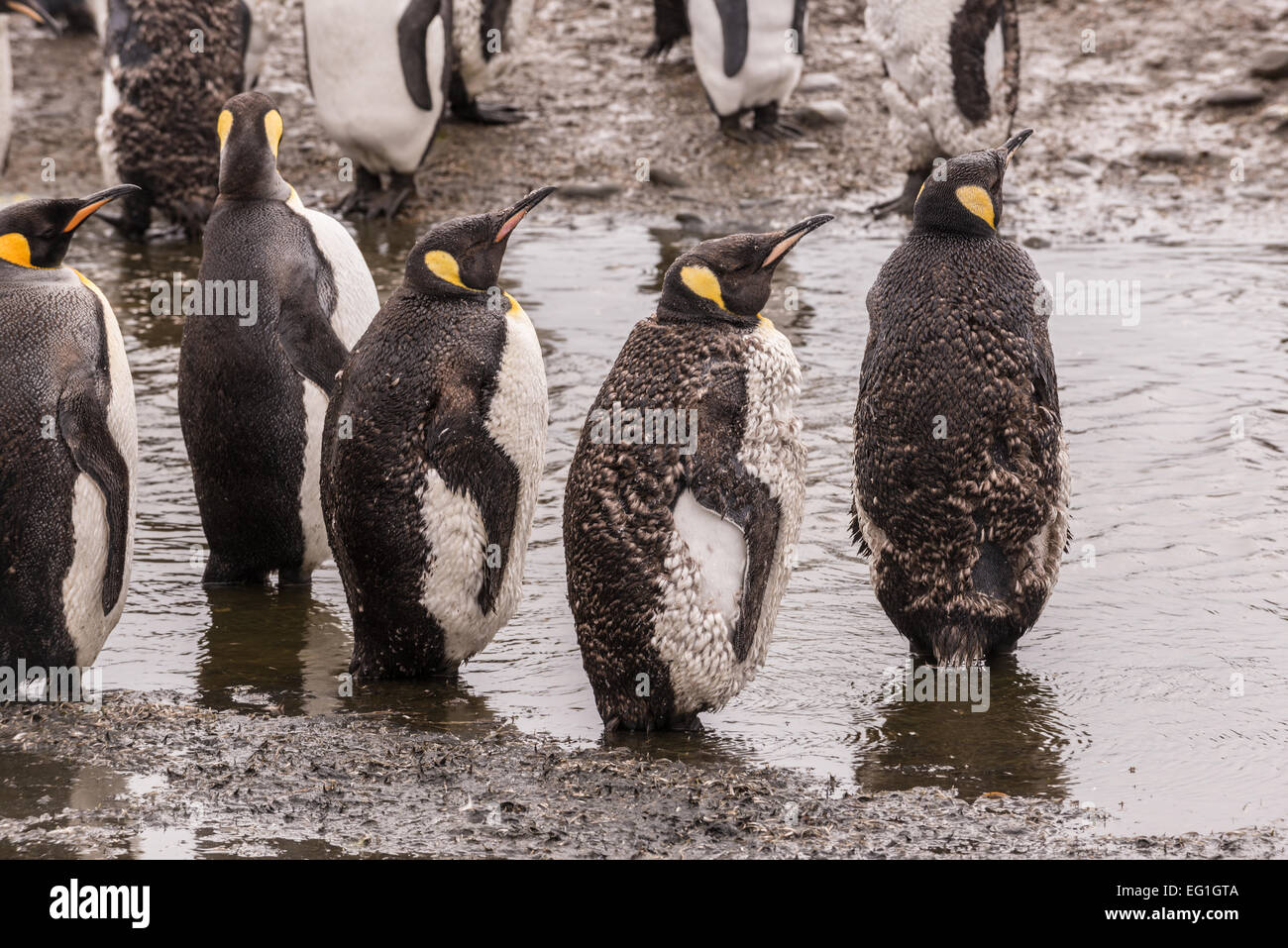Moulting king penguins (Aptenodytes patagonicus) on Salisbury Plain, Bay of Isles on the north coast of South Georgia Stock Photo