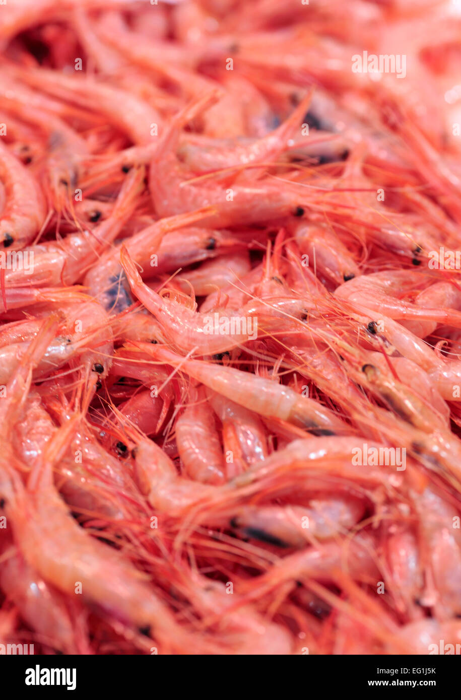 Seafood, Central Market (Mercado Central), Valencia, Valencian Community, Spain Stock Photo