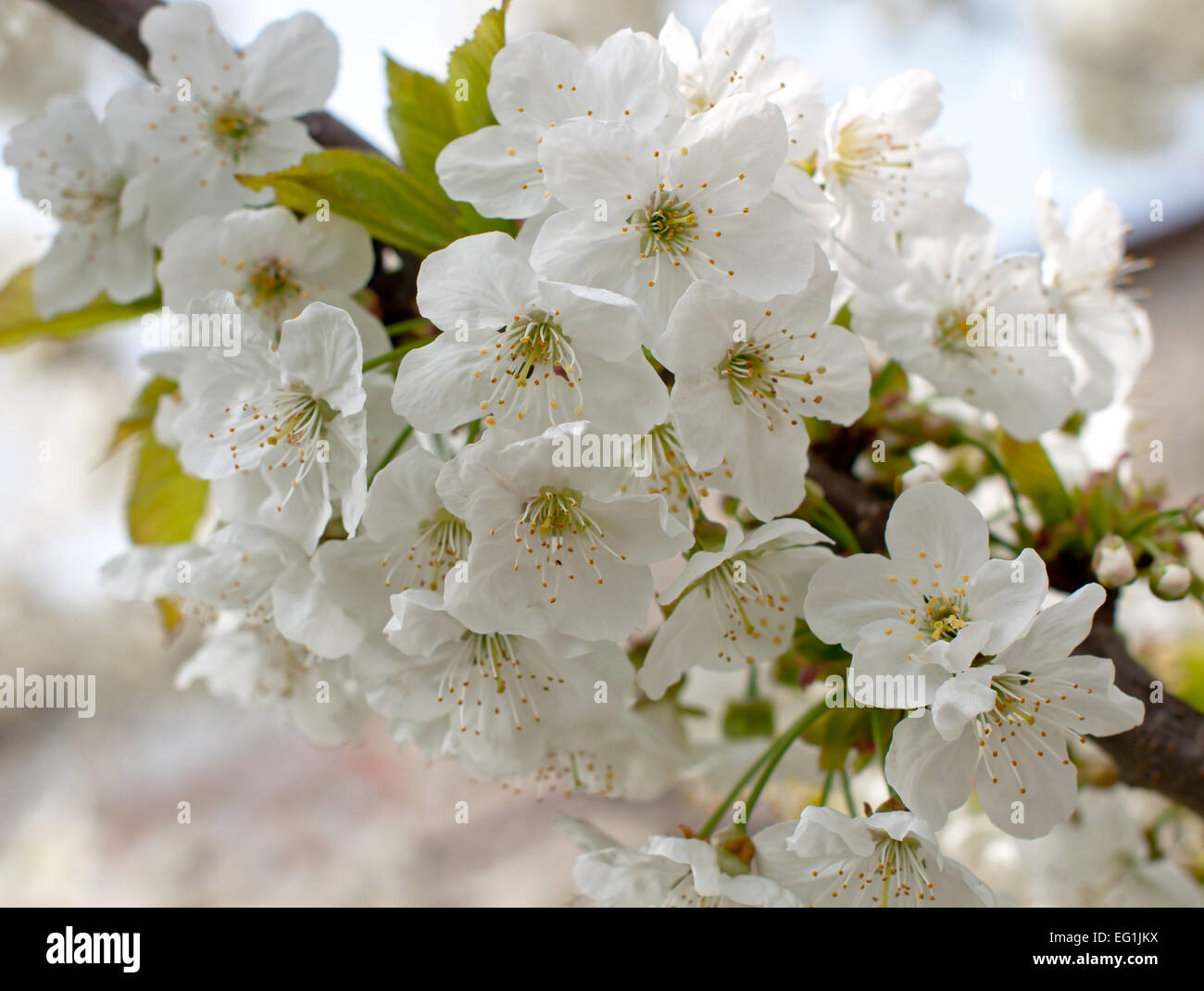 Cherry blossoms against a blue sky Stock Photo - Alamy