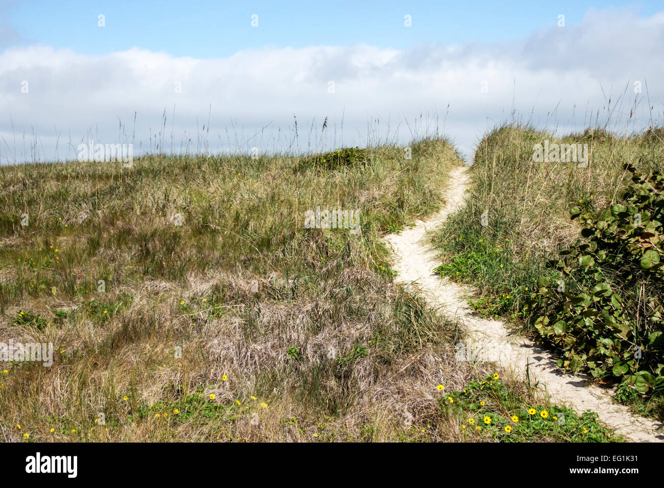 Sebastian Florida,North Hutchinson Orchid Island,Sebastian Inlet water State Park,natural sand dune,grass,path,hill,visitors travel traveling tour tou Stock Photo