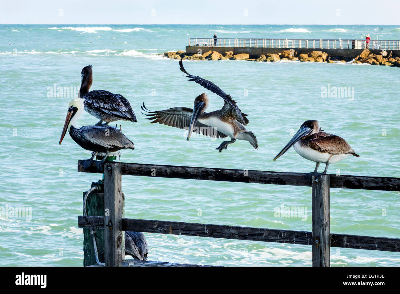 Sebastian Florida,North Hutchinson Orchid Island,Sebastian Inlet water State Park,brown pelicans,pelican,Atlantic Ocean water,visitors travel travelin Stock Photo