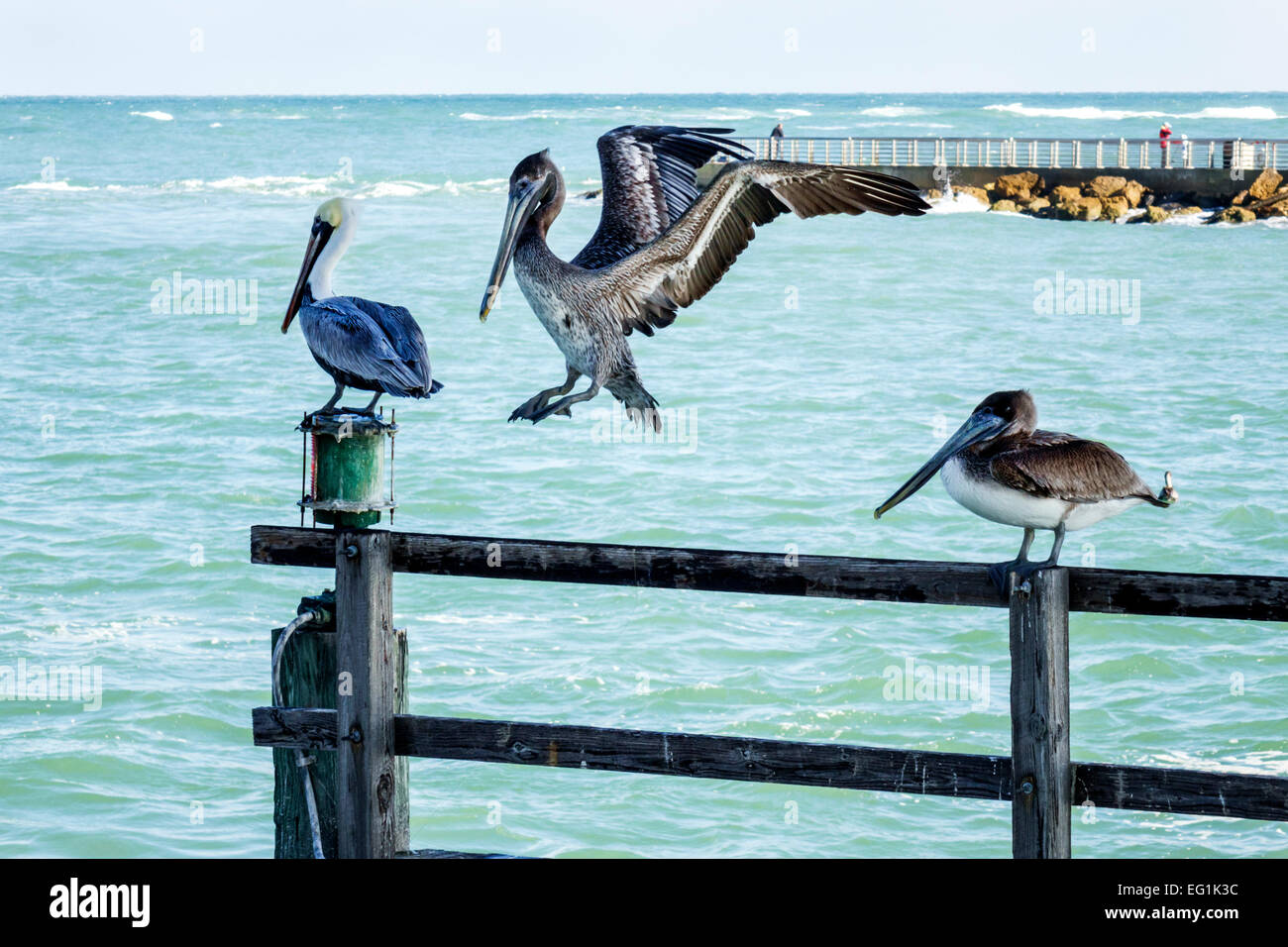 Sebastian Florida,North Hutchinson Orchid Island,Sebastian Inlet water State Park,brown pelicans,pelican,Atlantic Ocean water,visitors travel travelin Stock Photo