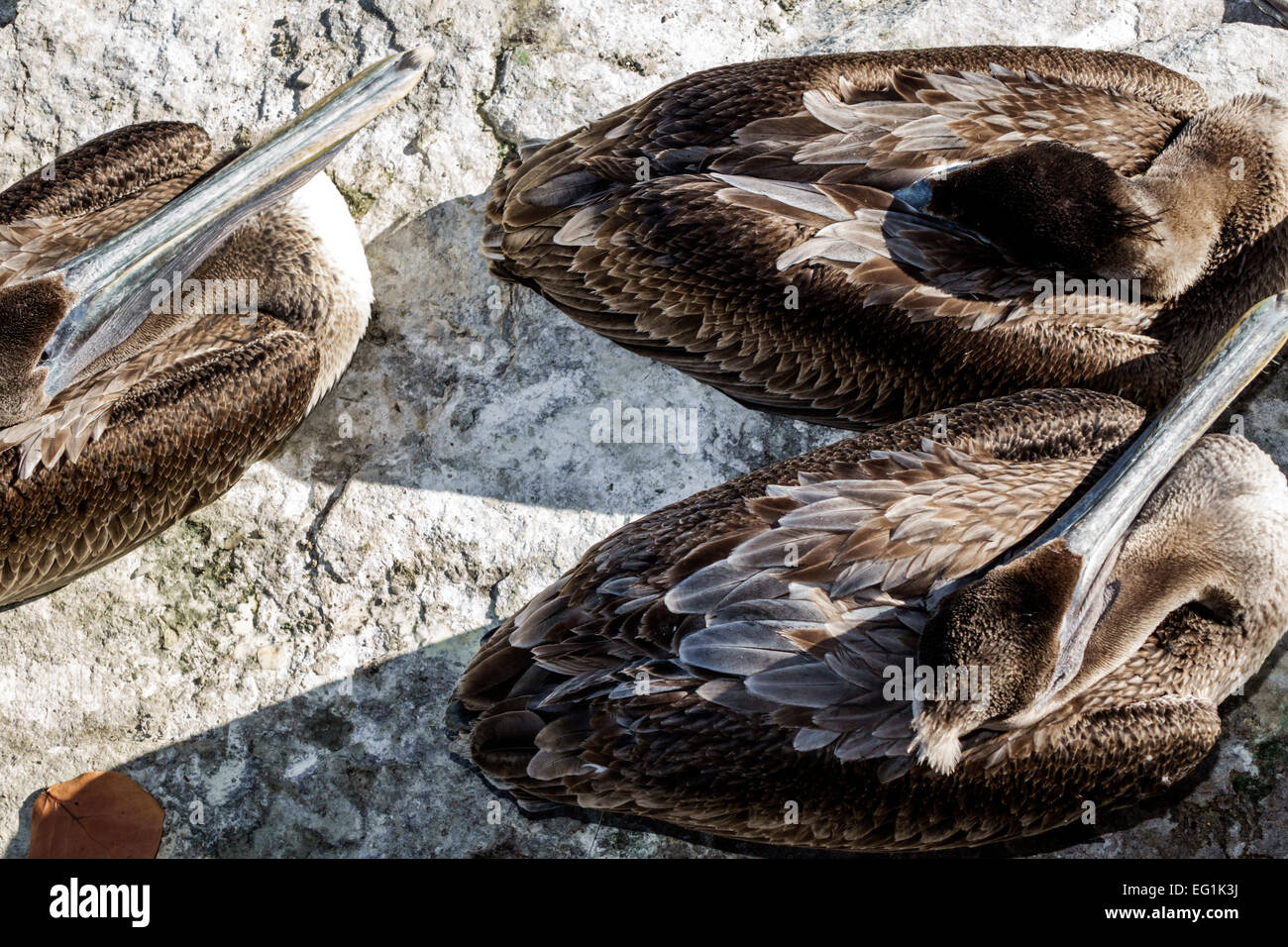 Sebastian Florida,North Hutchinson Orchid Island,Sebastian Inlet water State Park,brown pelicans,pelican,resting,sleeping,visitors travel traveling to Stock Photo