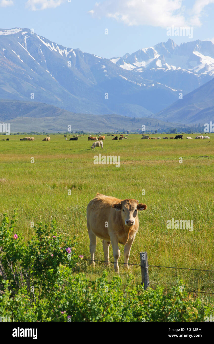 Cattle at High Sierra Ranch Stock Photo - Alamy