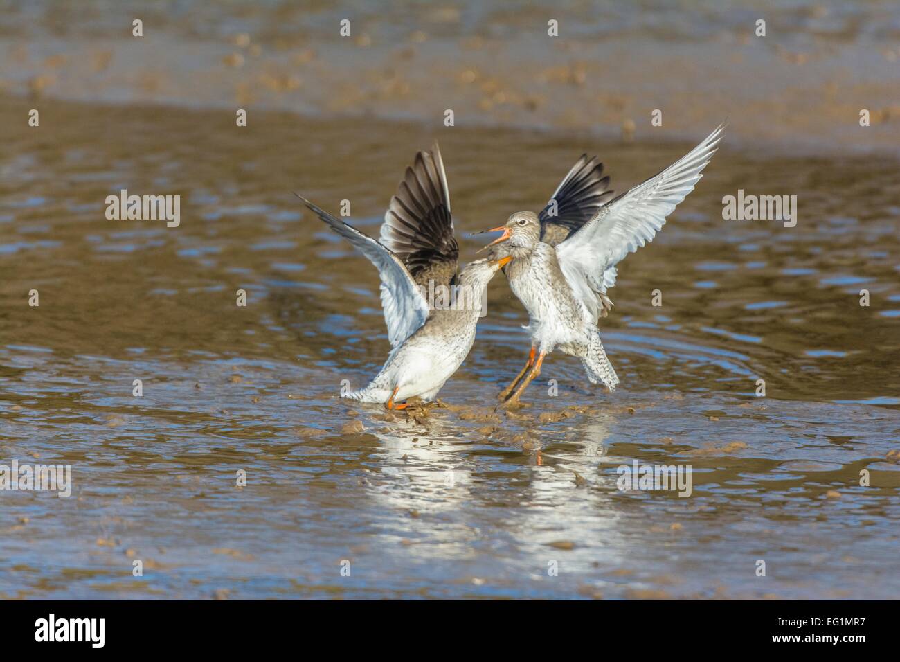 Common Redshank Tringa totanus, two birds involved in territorial dispute, Norfolk, England, February Stock Photo