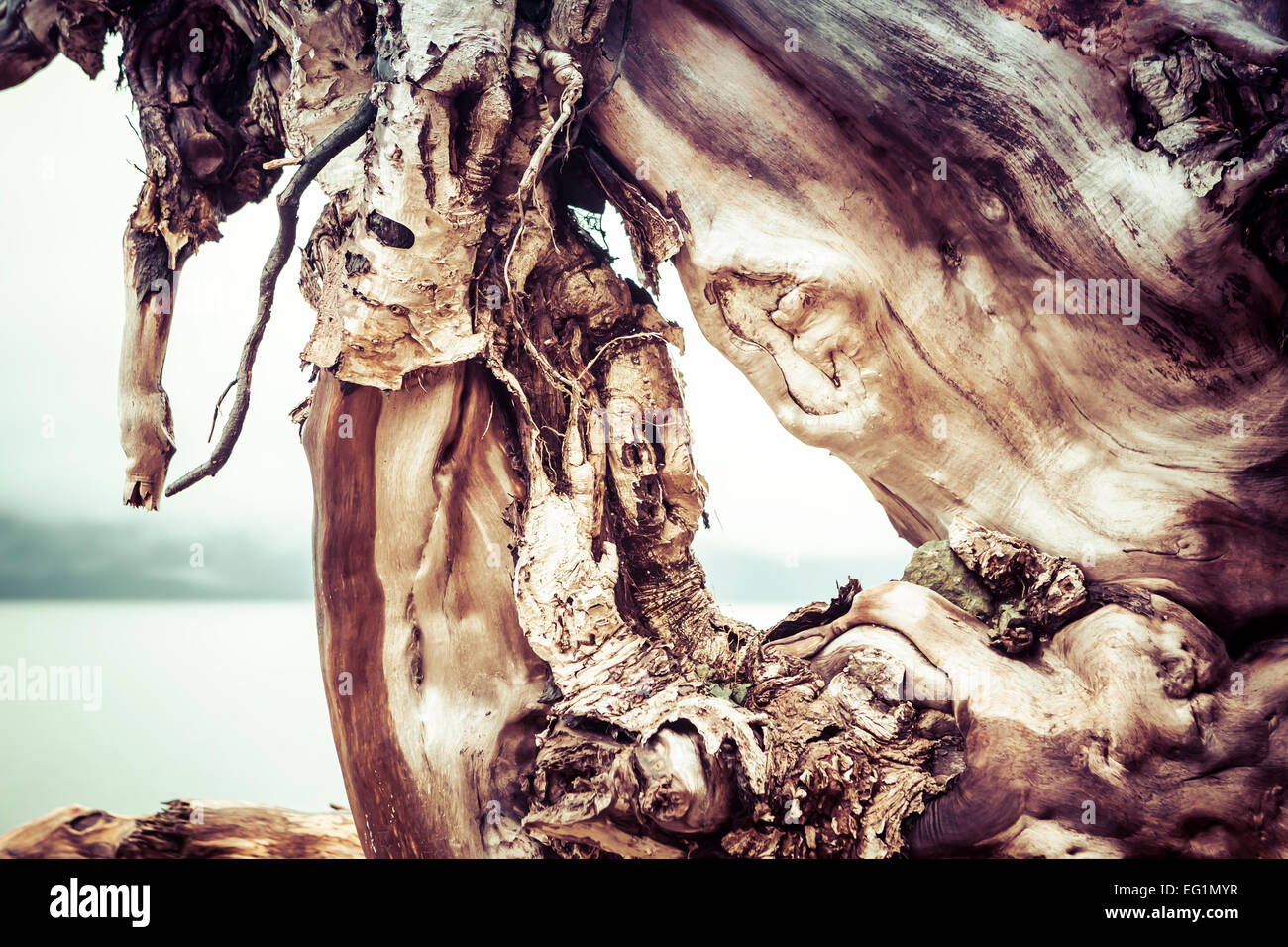 Wood patterns in a large root ball washed up on a beach. Stock Photo