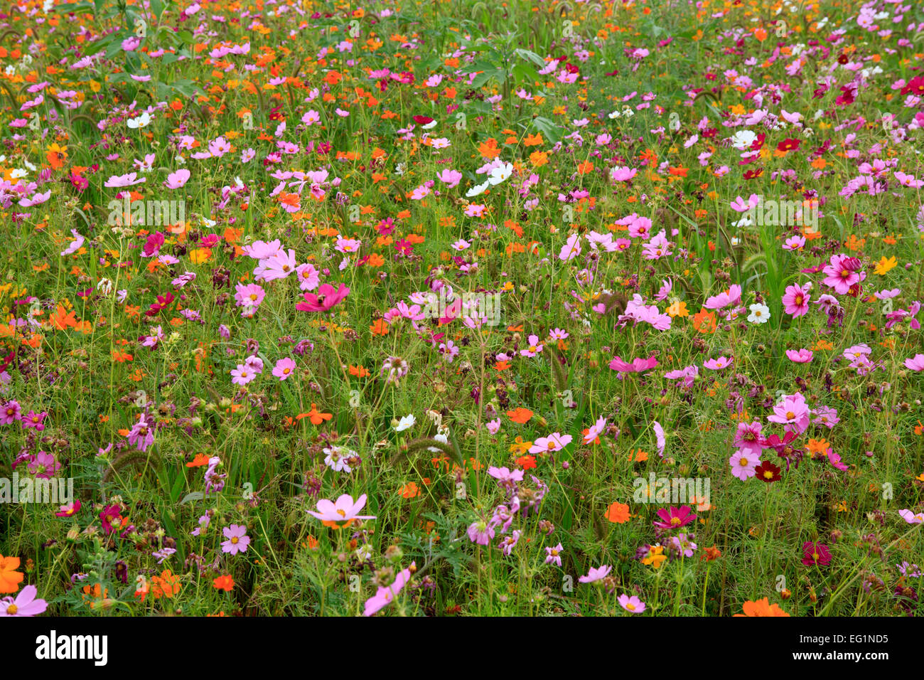 Summer field of flowers Stock Photo