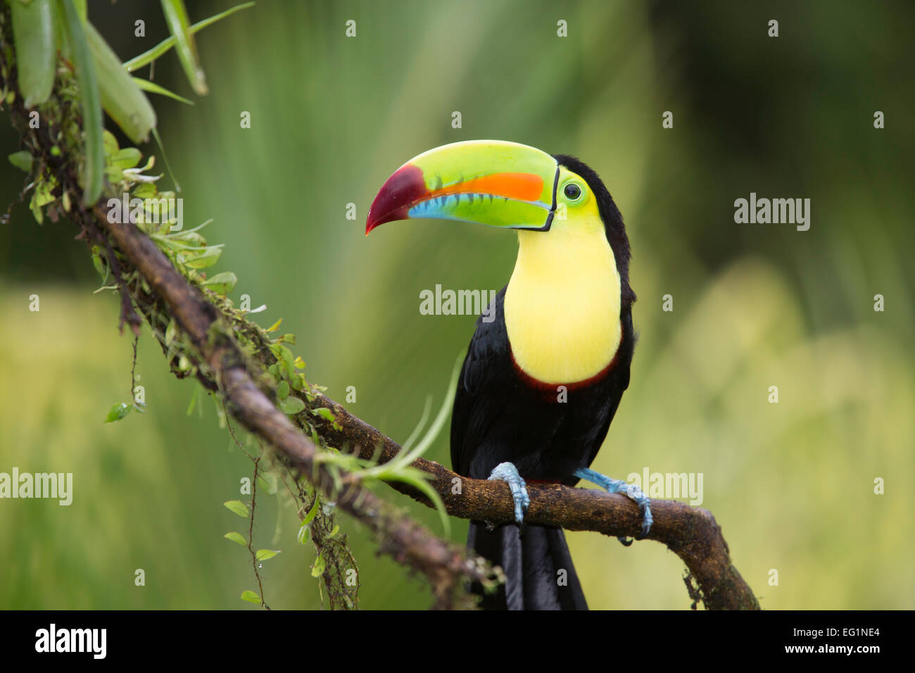 Keel-billed toucan (Ramphastos sulfuratus), Costa Rica Stock Photo