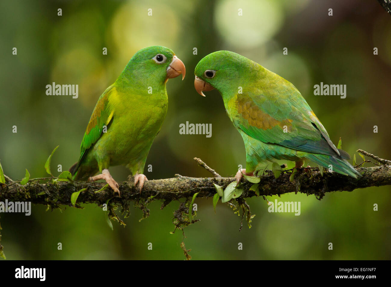 Orange-chinned Parakeet (Brotogeris jugularis), Costa Rica Stock Photo