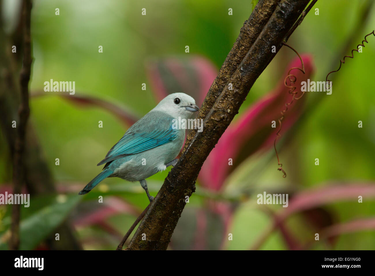 Blue-gray tanager (Thraupis episcopus), Boca Tapada, Costa Rica Stock Photo