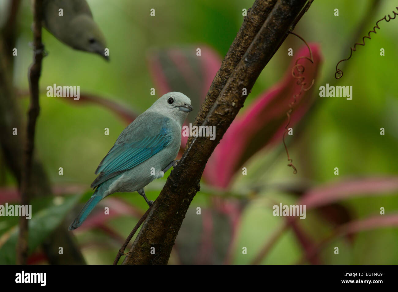 Blue-gray tanager (Thraupis episcopus), Boca Tapada, Costa Rica Stock Photo