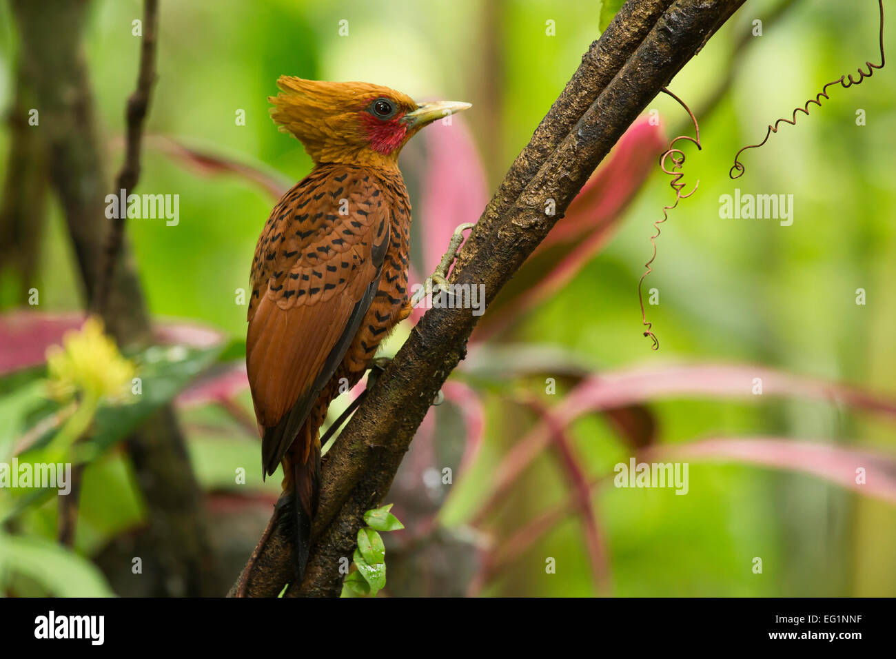 Chestnut-colored Woodpecker (Celeus castaneus), Costa Rica Stock Photo