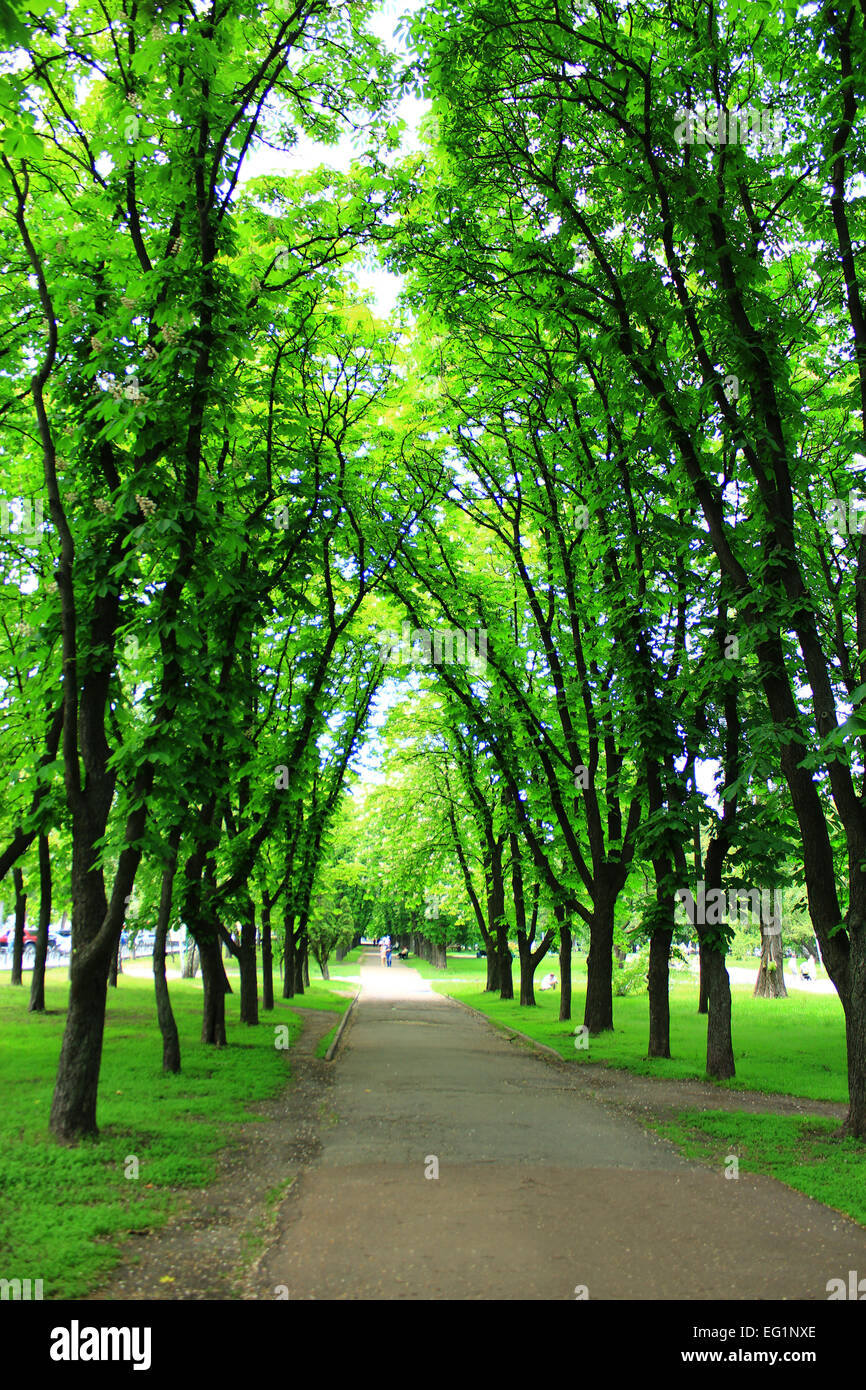 Beautiful city park with path and green trees Stock Photo - Alamy