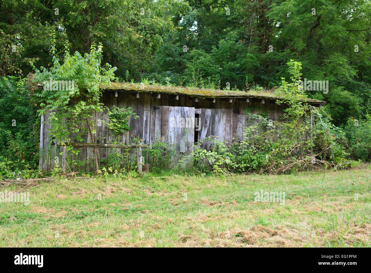 Abandoned shed on an old farm, overgrown with weeds and shrubs Stock Photo  - Alamy, image size:1300x956