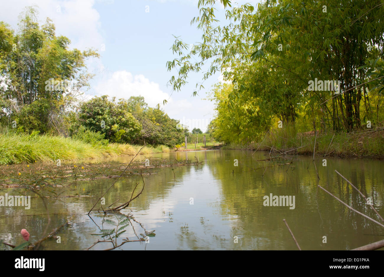 Water pond in Thailand Stock Photo - Alamy