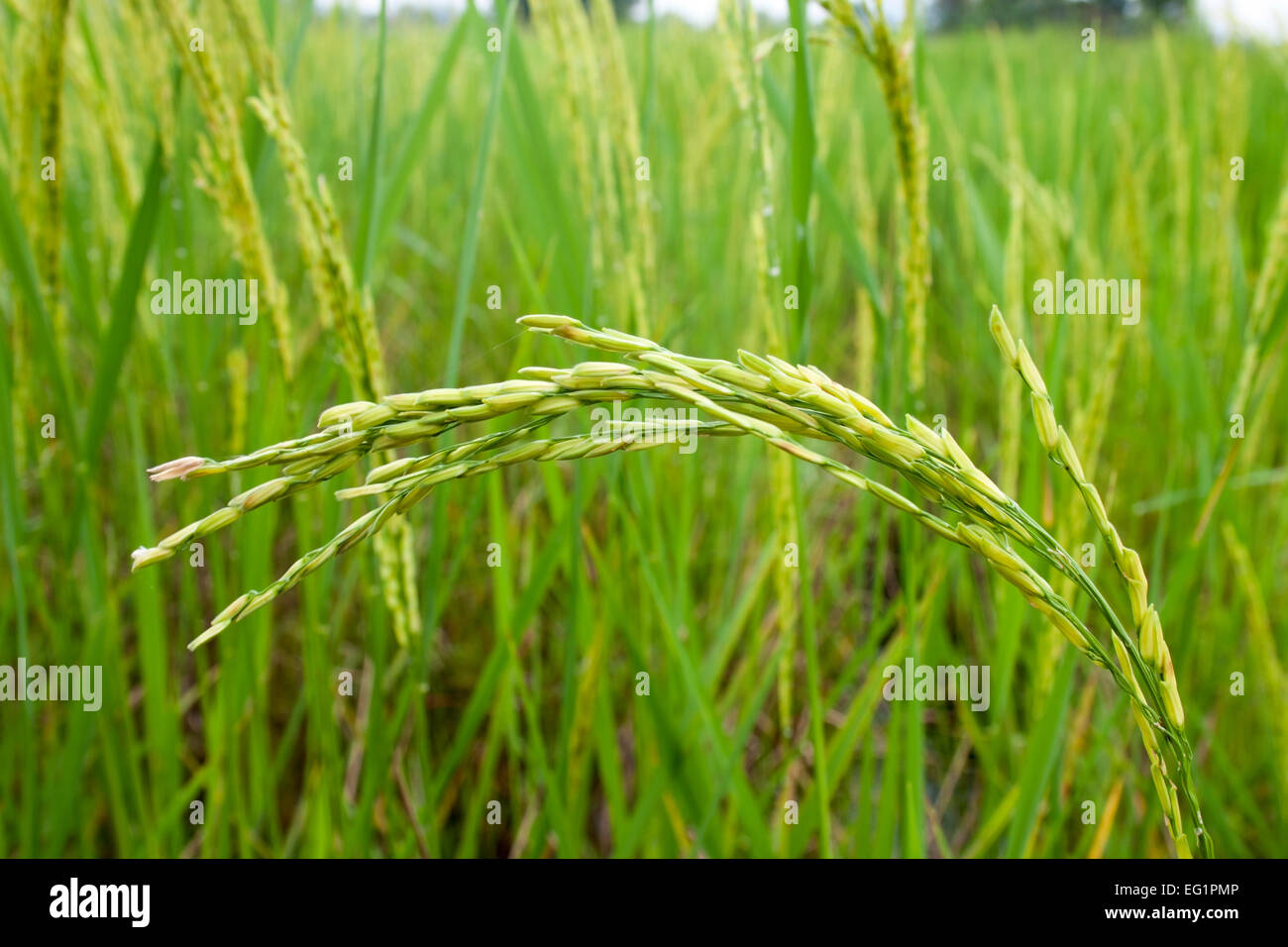 Growing Jasmine Rice in Thailand Stock Photo Alamy