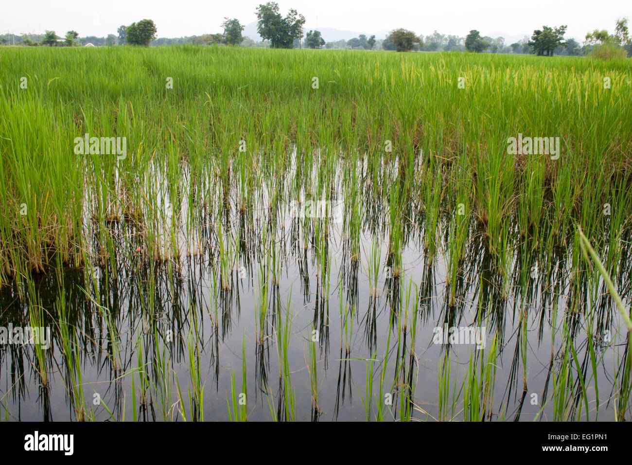 Growing Jasmine Rice in Thailand Stock Photo Alamy