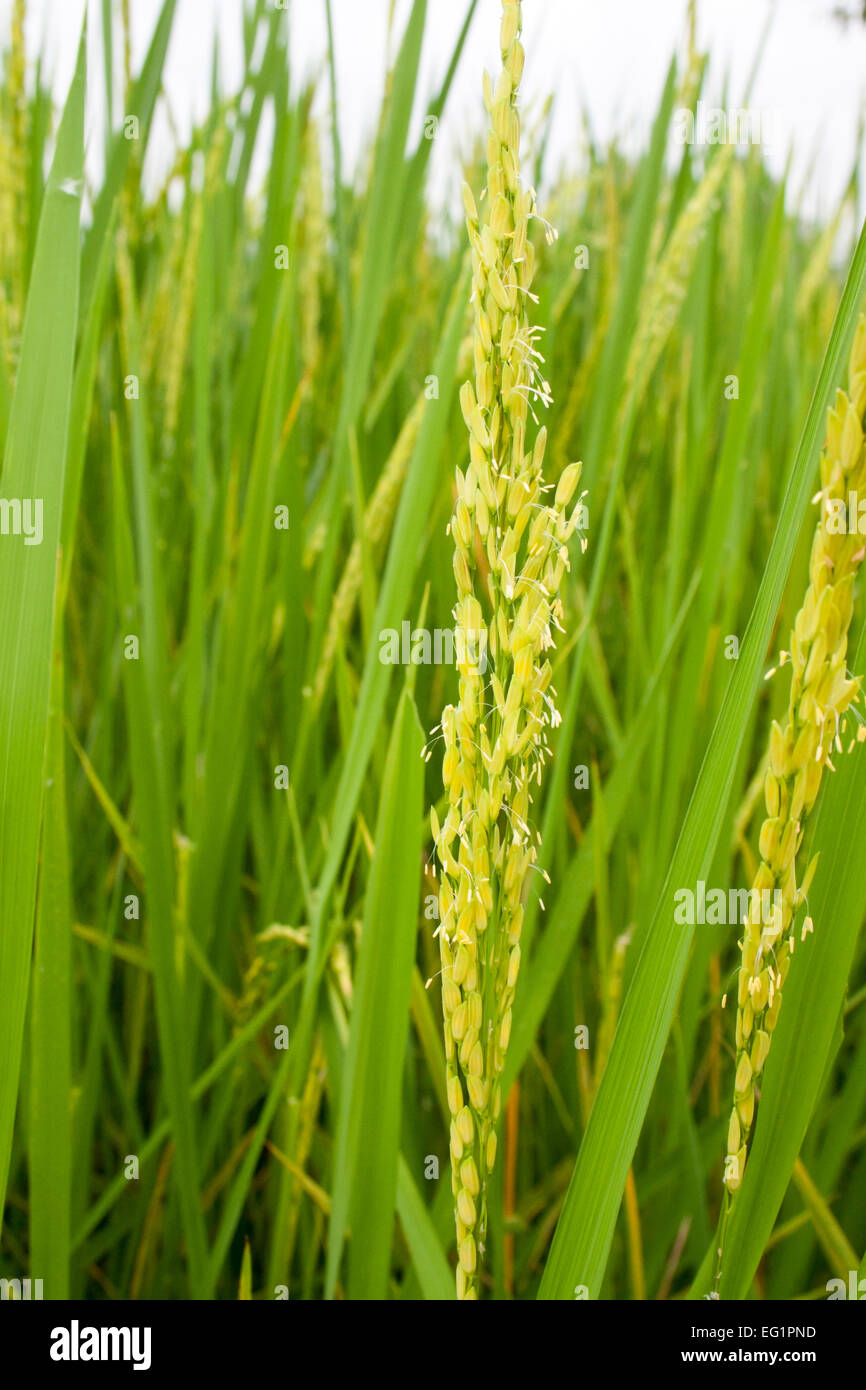 Jasmine rice Field in Thailand Stock Photo Alamy