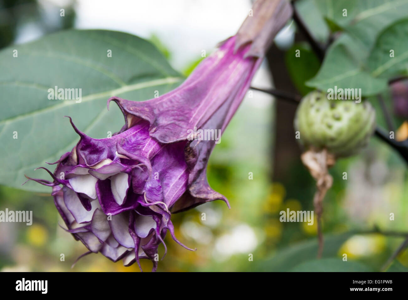 Thai typical flower hi-res stock photography and images - Alamy