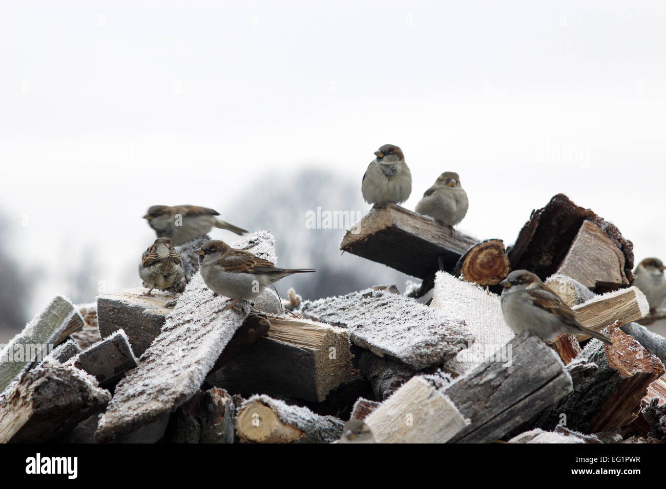 Amusing sparrows sitting on the fire woods with hoarfrost in winter Stock Photo