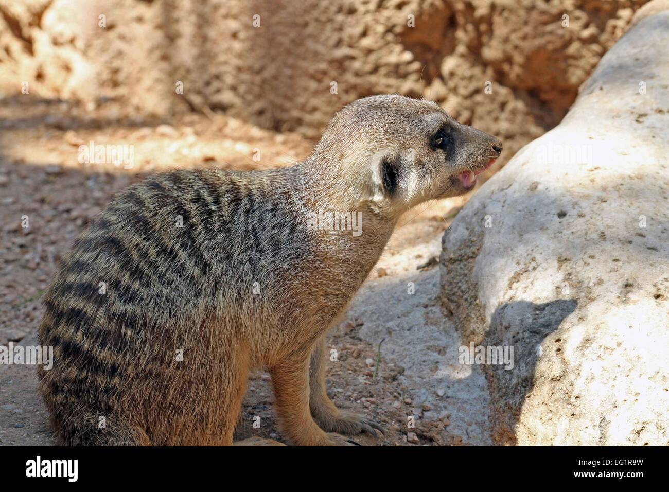 Houston Zoo. Animals in captivity. Houston, Texas, USA Stock Photo - Alamy Houston Zoo. Animals in captivity. Houston, Texas, USA Stock Photo - Alamy