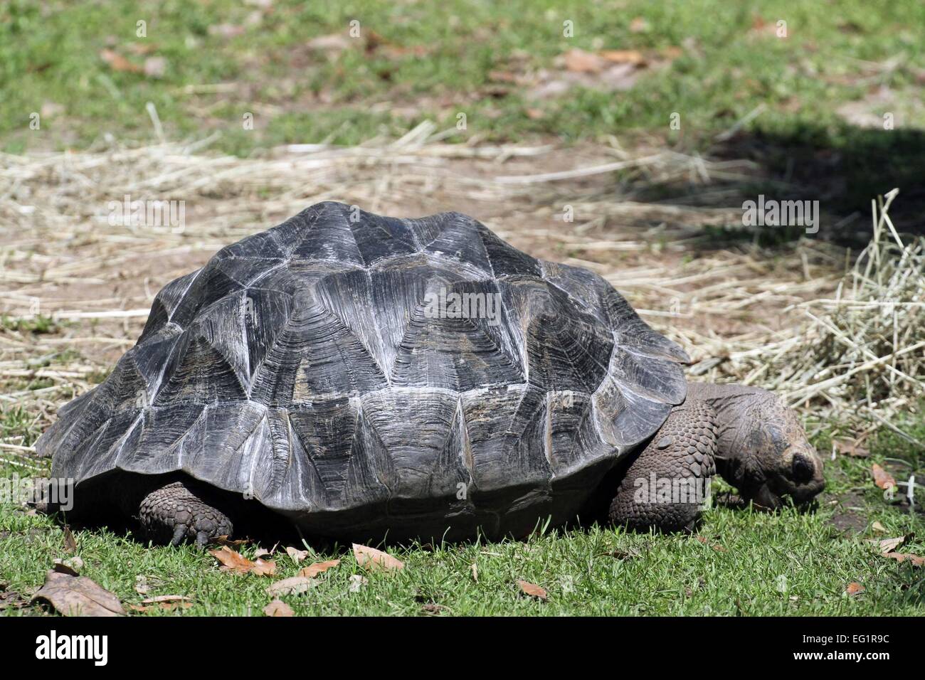 Houston Zoo. Animals in captivity. Houston, Texas, USA Stock Photo - Alamy Houston Zoo. Animals in captivity. Houston, Texas, USA Stock Photo - Alamy