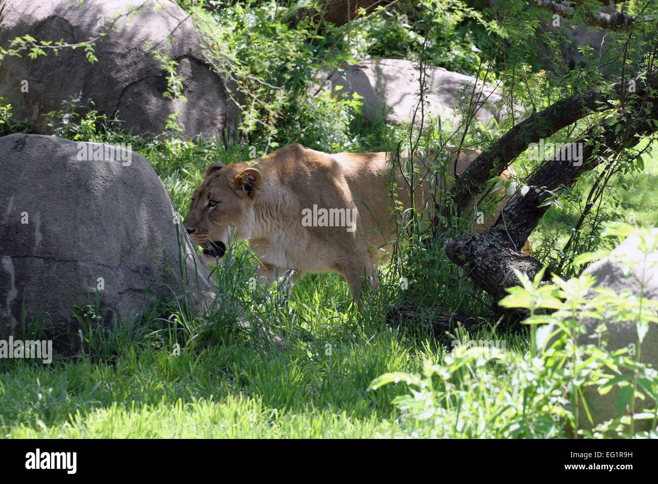 Houston zoo hi-res stock photography and images - Alamy