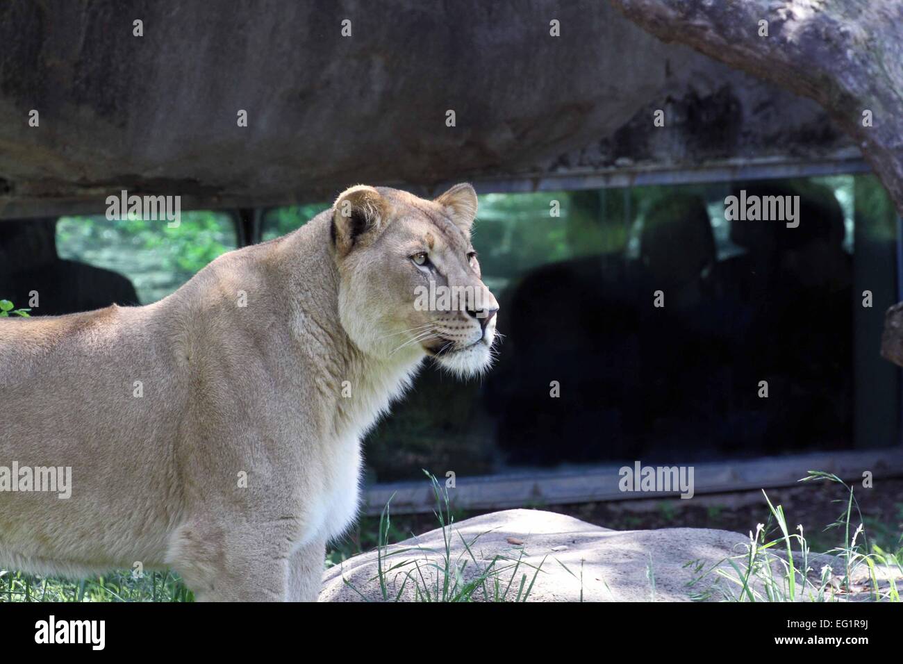 Houston Zoo. Animals in captivity. Houston, Texas, USA Stock Photo - Alamy