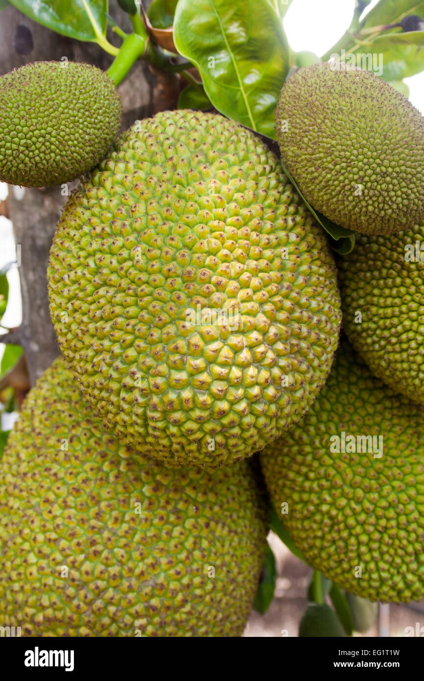 Giant Fruit Thailand Stock Photo