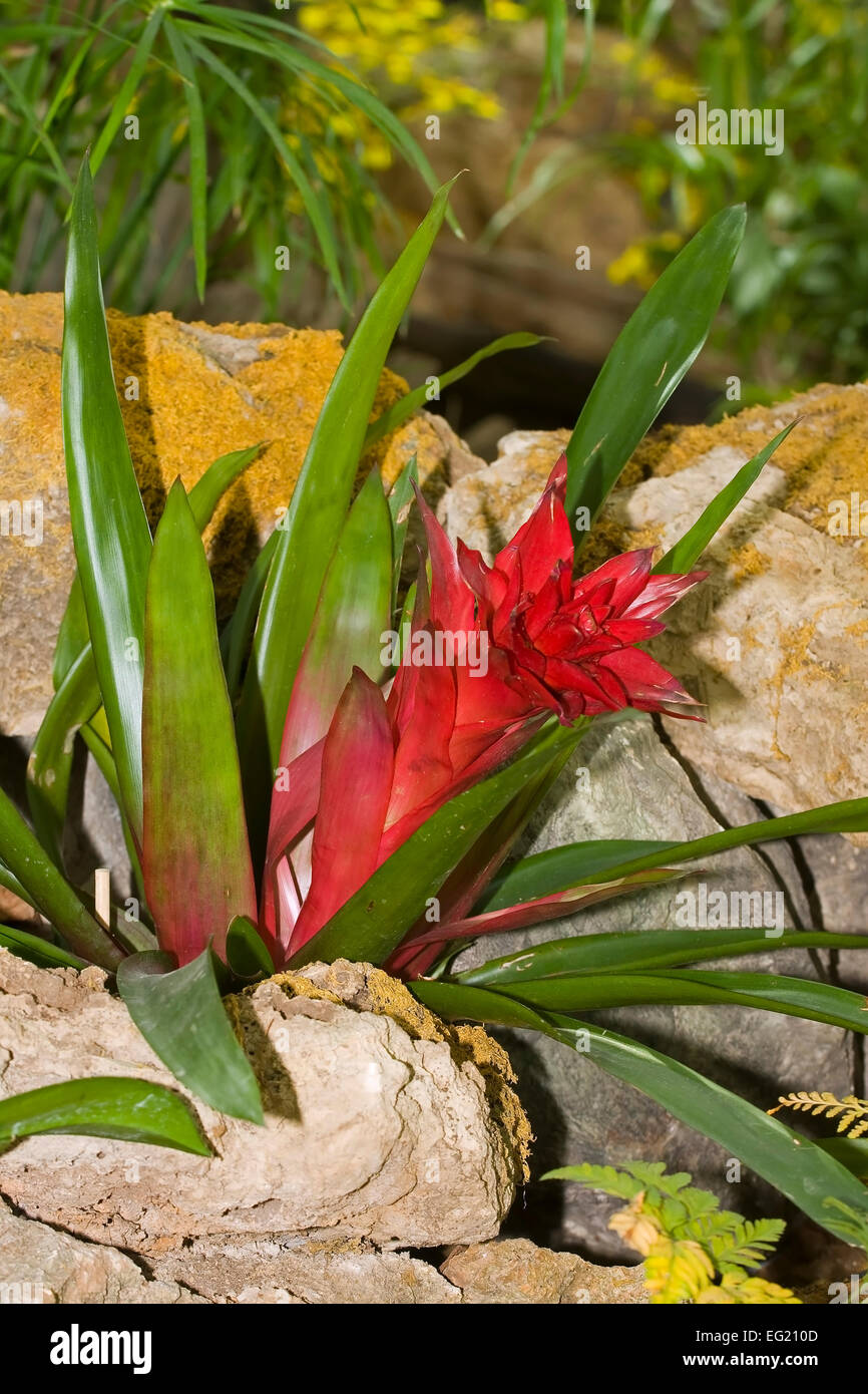 Tropical Orchid (disa cardinalis) Stock Photo