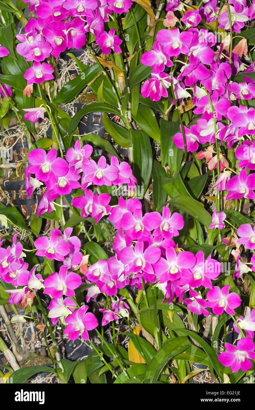 Tropical Orchid (disa cardinalis) Stock Photo