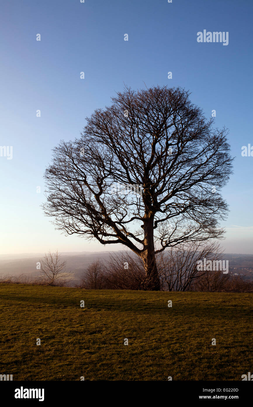 A solitary tree in winter overlooking the Derwent Valley in County Durham. Stock Photo