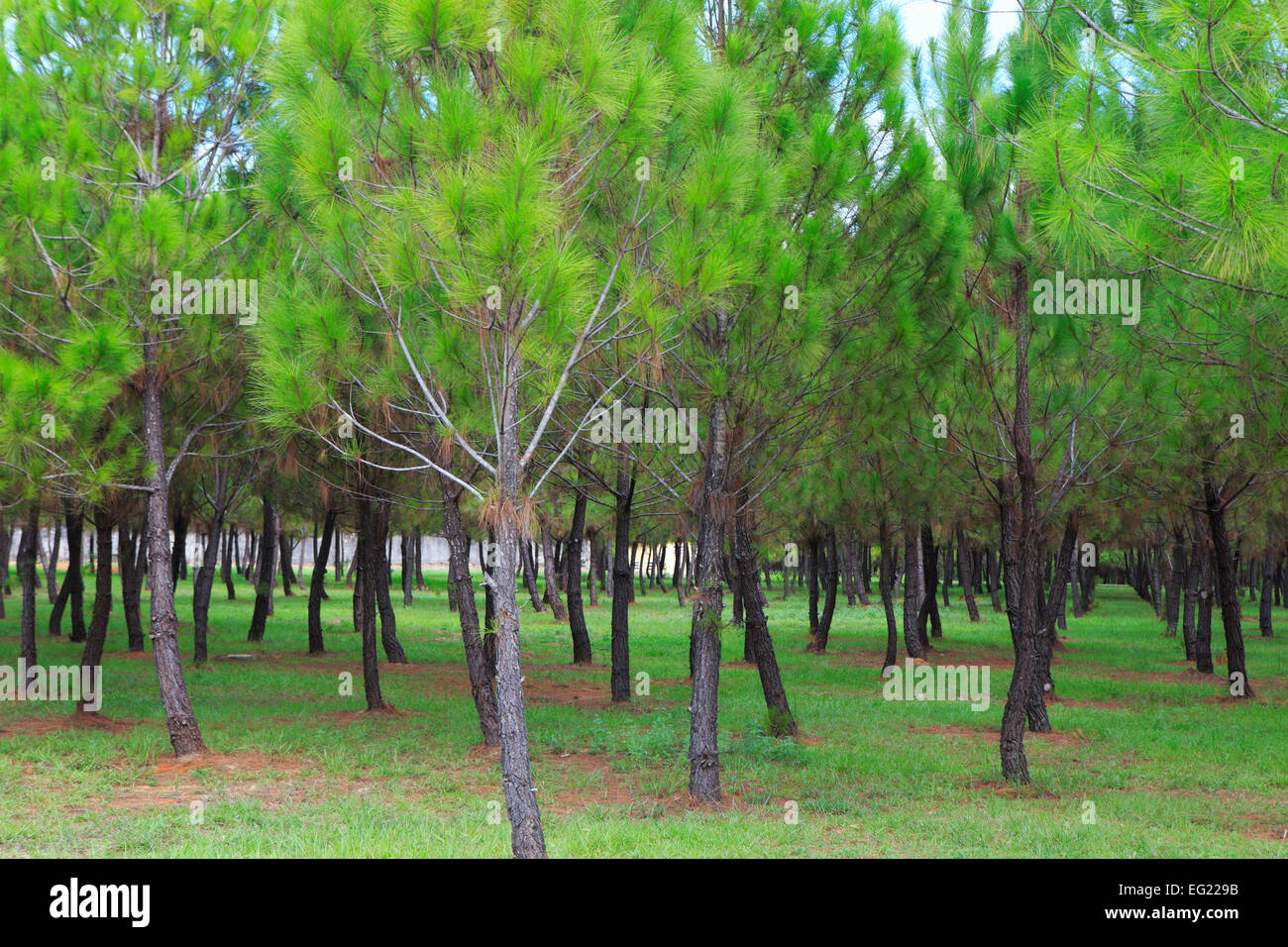 Pine trees near Nam Giao altar, Hue, Vietnam Stock Photo