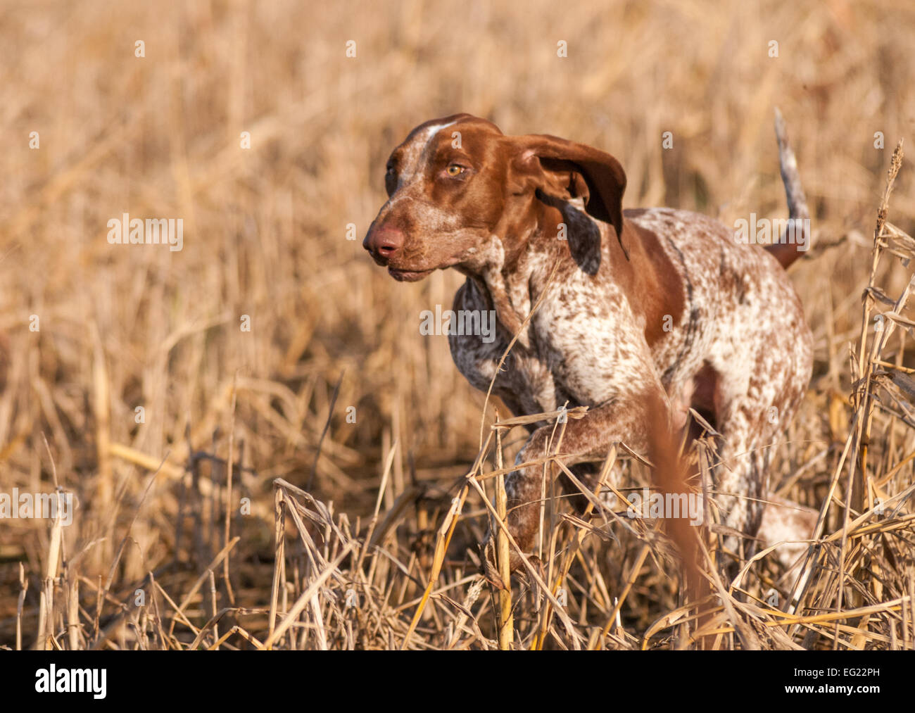 A Bracco Italiano, also called an Italian Pointer or Italian Pointing Dog running through a field crop Stock Photo