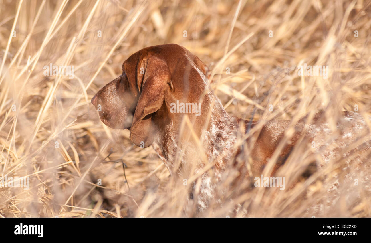 A Bracco Italiano, also called an Italian Pointer or Italian Pointing Dog running through a field crop Stock Photo