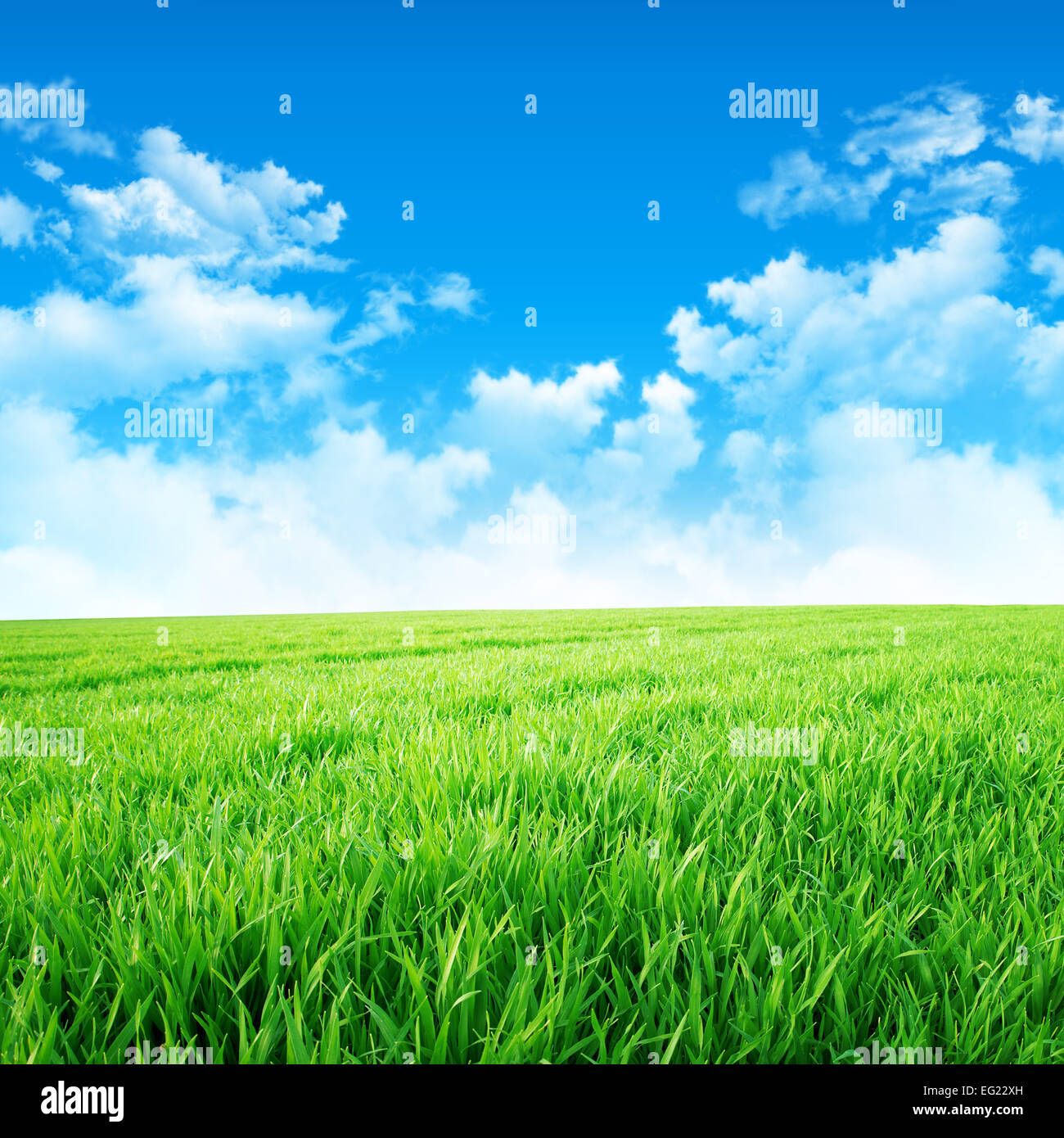 Fresh green grass under a beautiful blue sky with white clouds Stock Photo
