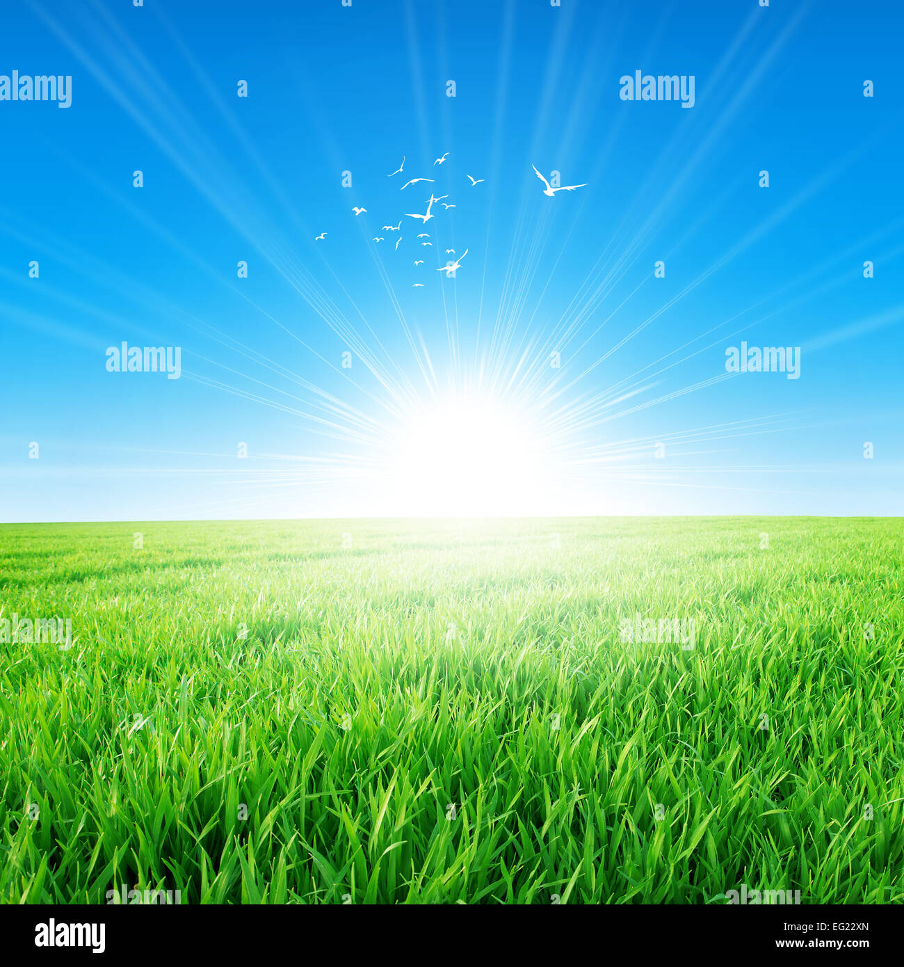 Spring field of green grass growing slowly under the rising sun. White birds fly up high Stock Photo