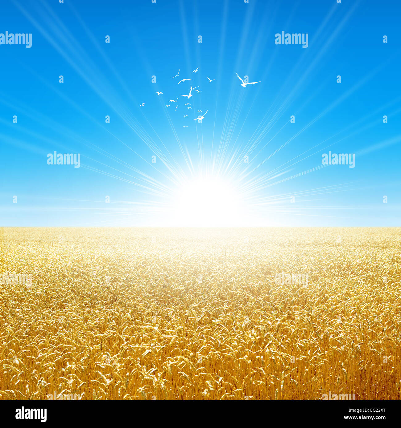 Fresh field of golden wheat growing slowly under the rising sun. White birds fly up high Stock Photo
