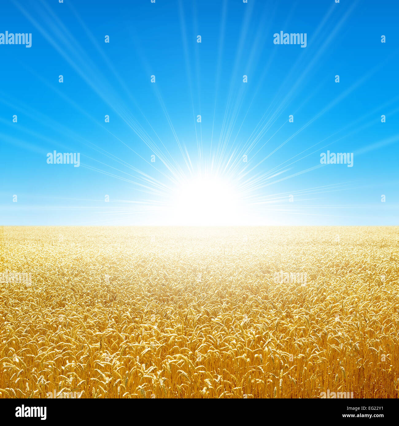 Fresh field of golden wheat growing slowly under the rising sun Stock Photo