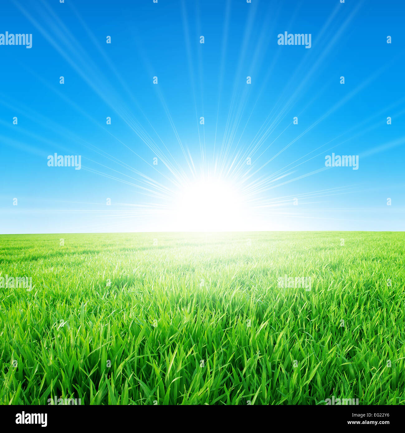 Spring field of green grass growing slowly under the rising sun Stock Photo